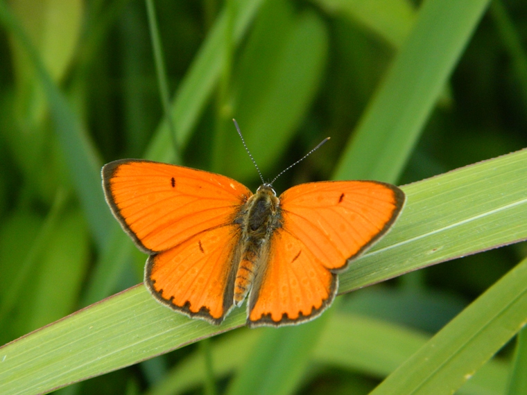 Rieccola! Lycaena dispar 2014